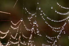 IMG_4204