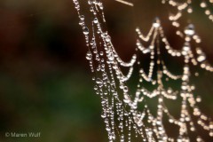 IMG_4208