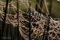 IMG_4228