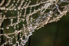 IMG_4317