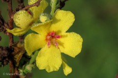IMG_4389