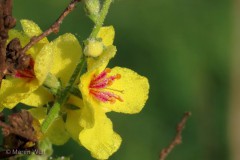 IMG_4393