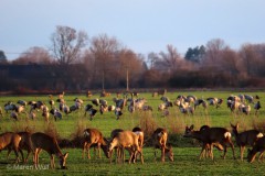 IMG_8809