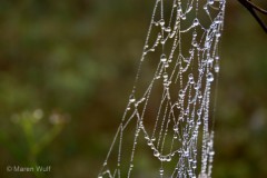 IMG_9257