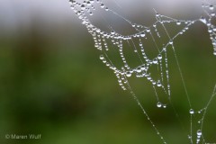 IMG_9294