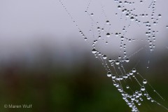 IMG_9300