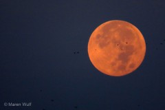 IMG_9446