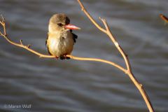 IMG_3381