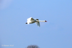 IMG_2936