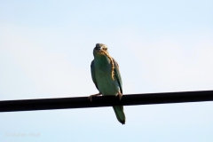 IMG_3046