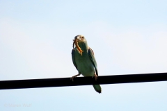 IMG_3049