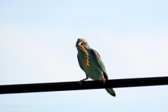 IMG_3051
