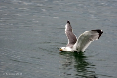 IMG_4239