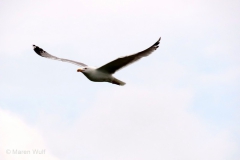 IMG_4305