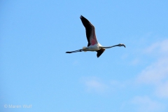 IMG_5593
