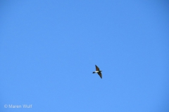 IMG_5656